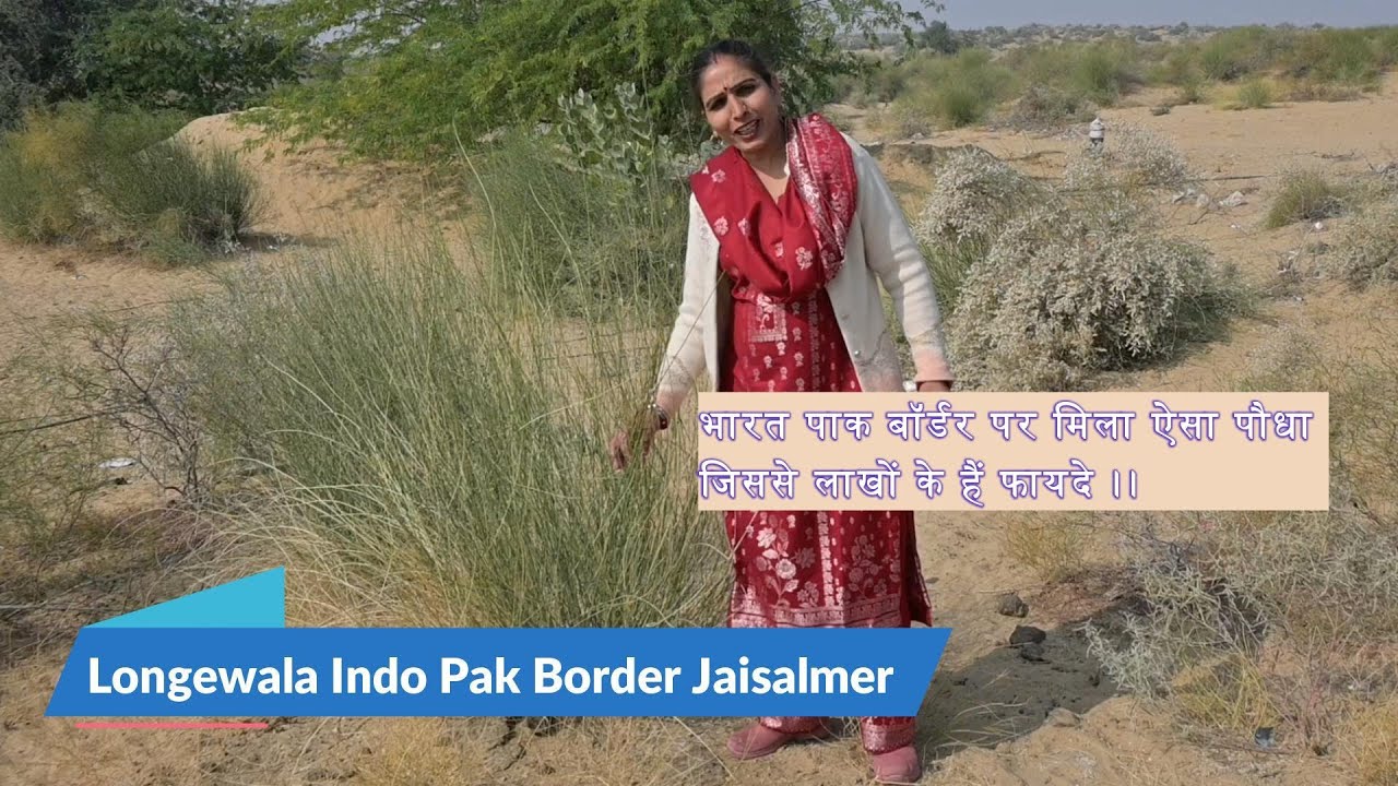 भारत पाक बॉर्डर पर मिला अनूठा पेड़ - जिसके लाखों के हैं फायदे #longewala #indopakborder #vanaspati
