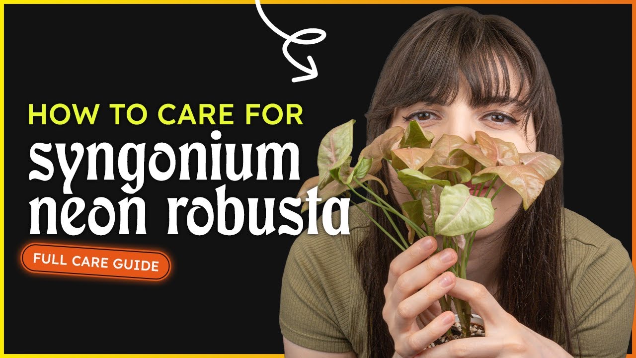 Syngonium Neon Robusta Care (Pink Leaf Syngonium)