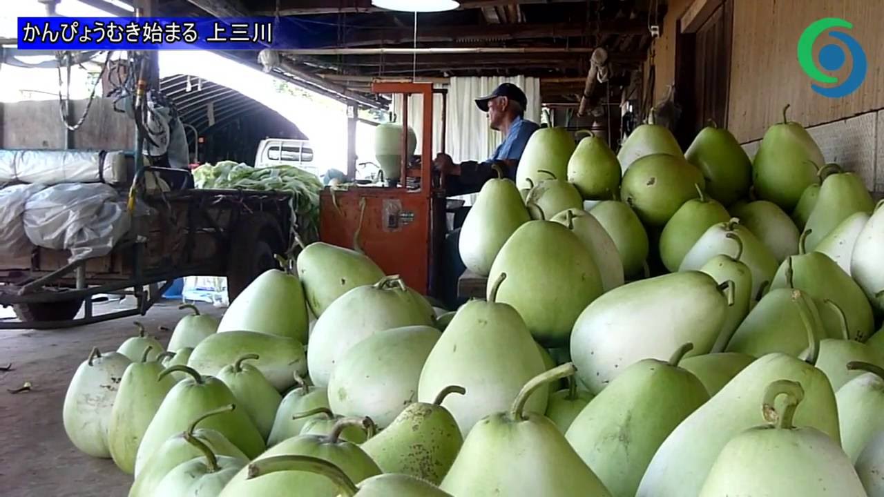 かんぴょうむき始まる 上三川