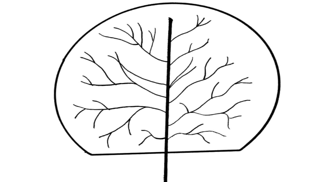 Drawing a Cute Tree Easy | Step-by-Step Tutorial for Beginners