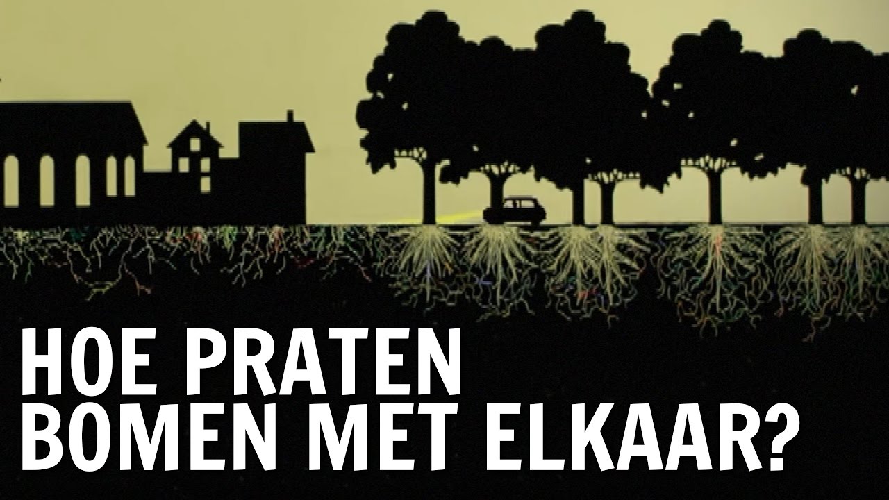 Hoe praten bomen met elkaar? | De Buitendienst over schimmels