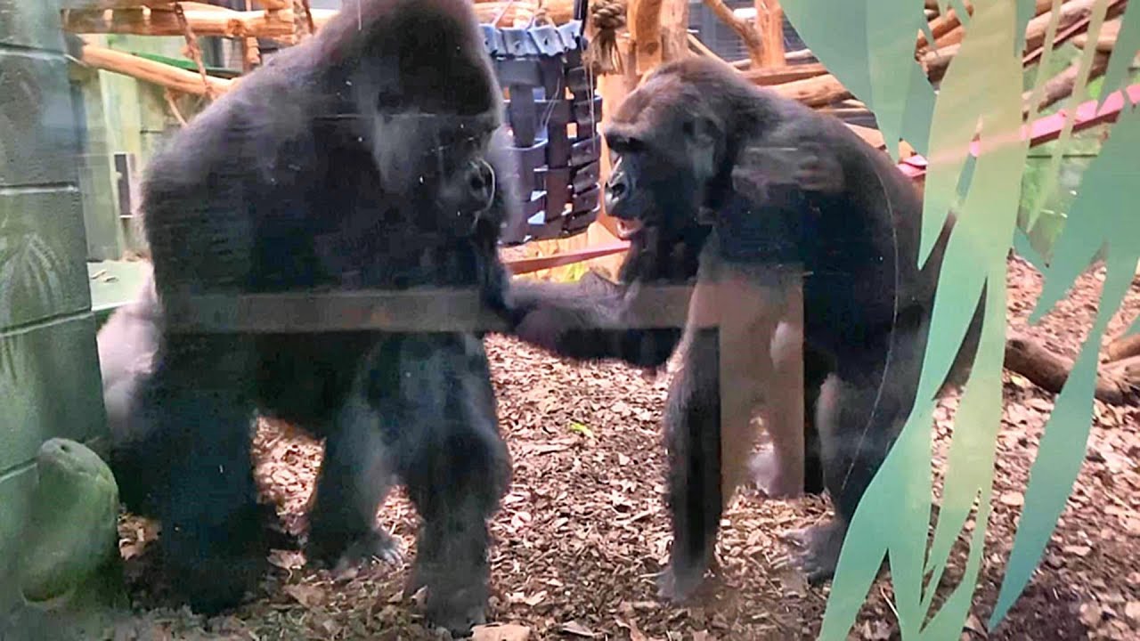 Blackback Gernot Annoying Silverback Kiburi - London Zoo Gorilla Troop