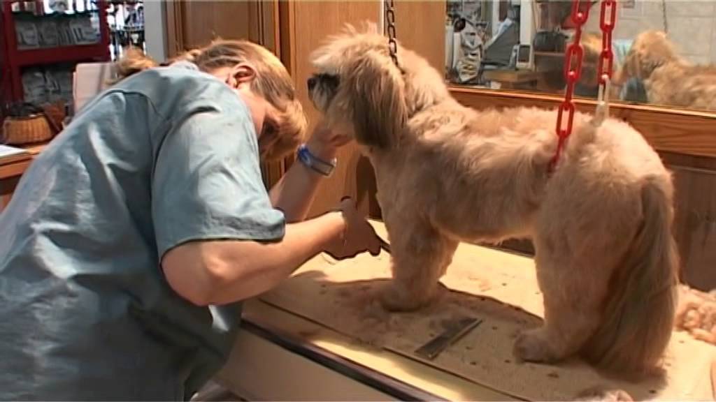 Toiletteur - Le Lhassa apso