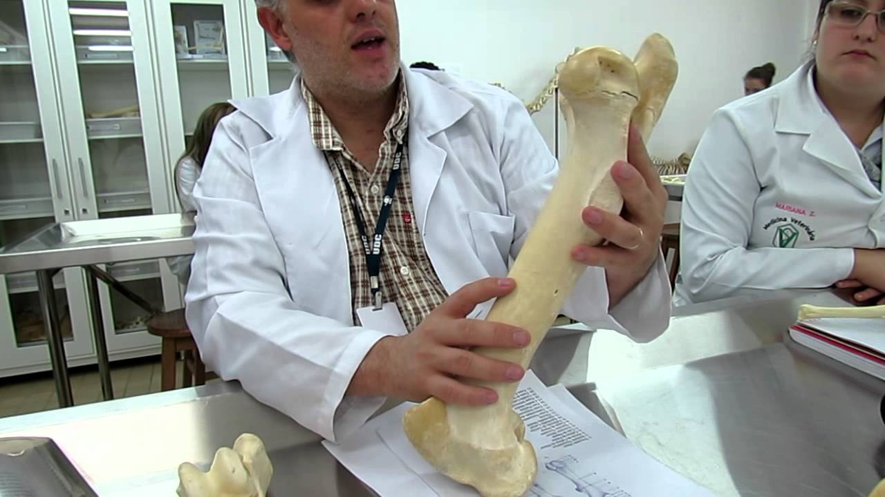 Vídeo aula professor Cleber - Osso Fêmur