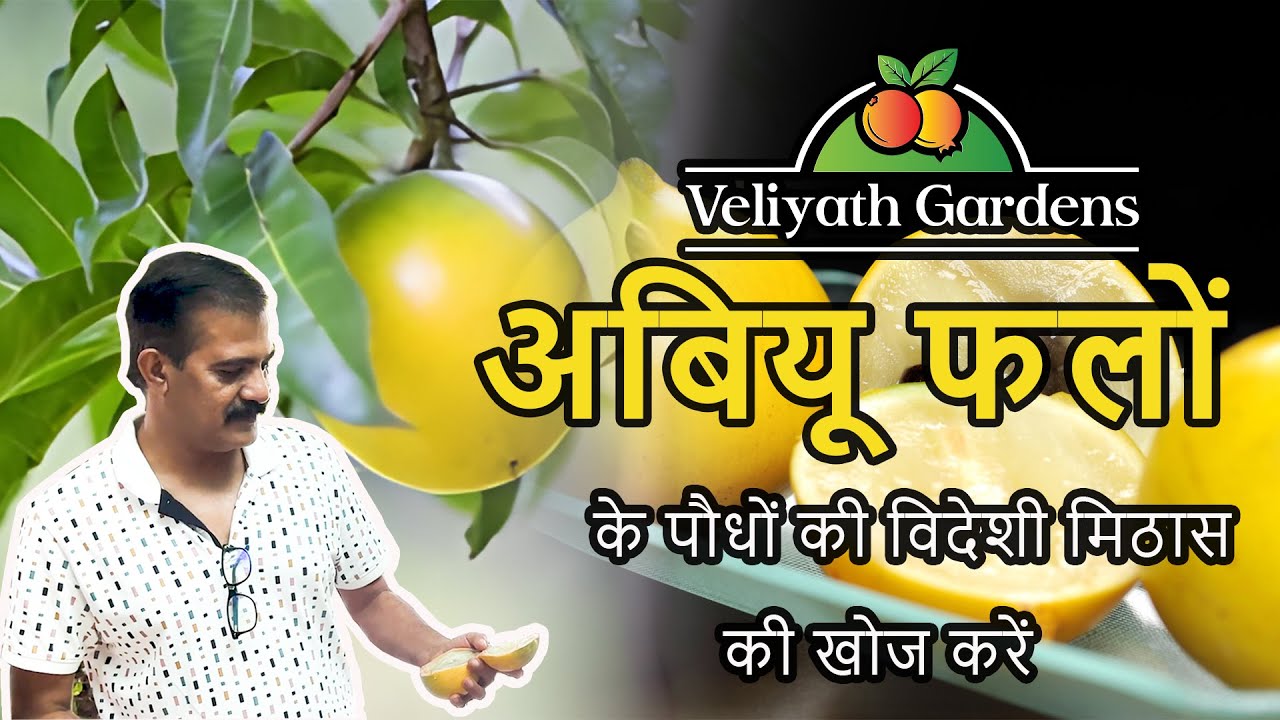Discover the exotic sweetness of Abiu fruit plants at Veliayth Garden