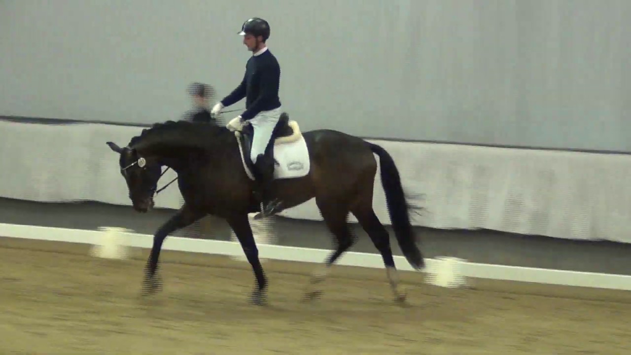Q7 & Philipp Hess - Sporttest f. 4j. Dressurhengste
