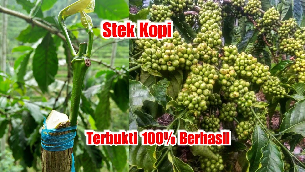 TERBUKTI Cara stek kopi yang benar