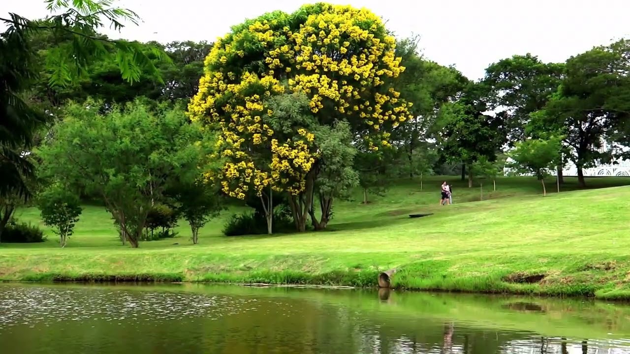 Nature Music Video, Cool Jazz Music. Chill with Robert Munzinger. Jazz . @naturalworld2023