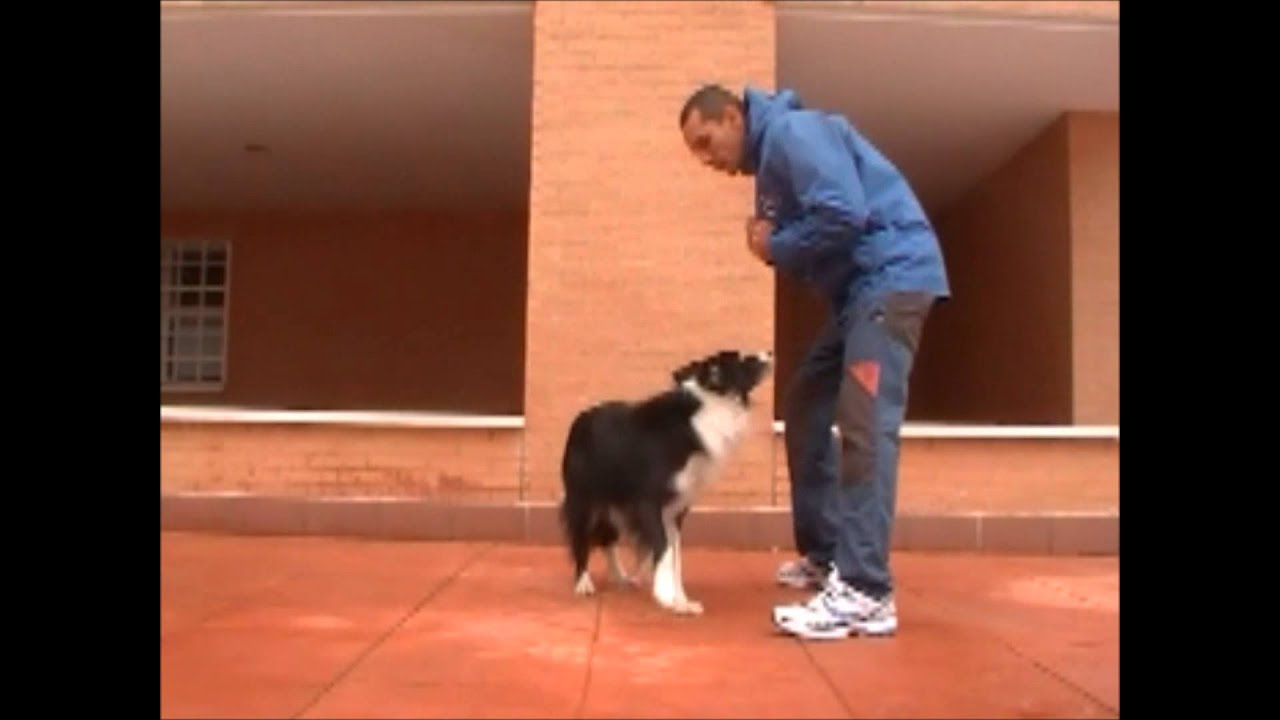 Enseña a tu PERRO la HABILIDAD CANINA 