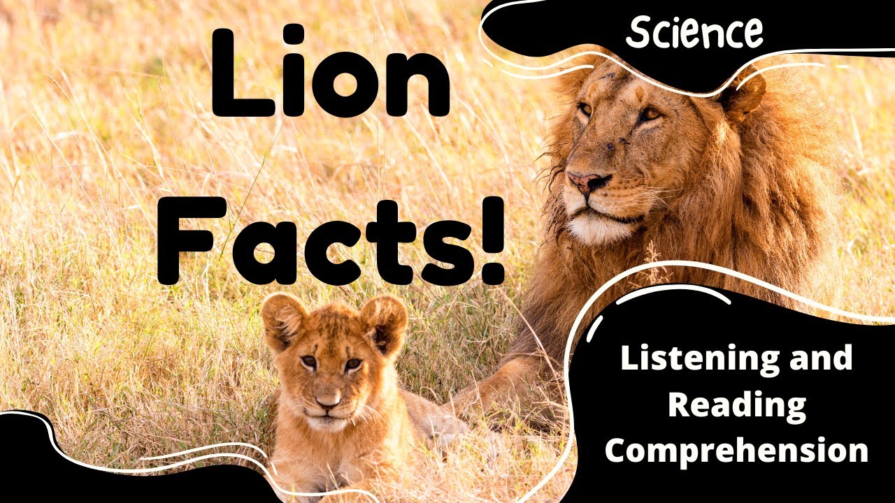 Lion Facts for Kids: Listening and Reading Comprehension 🦁