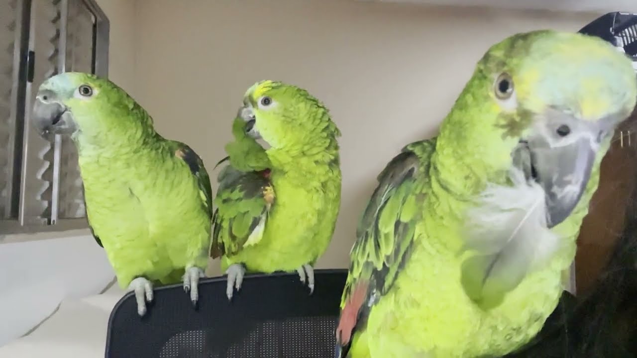 GRUDINHOS DA MÃE, SEMPRE JUNTOS PARA VER O QUE ESTA ACONTECENDO | Trio Colorido🦜🦜🦜