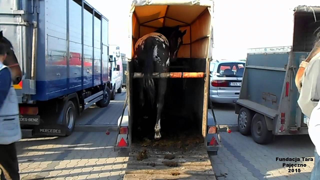 Pajęczno 2015   Fundacja Tara