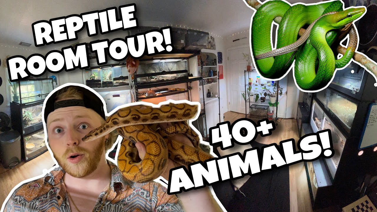 Reptile Room Tour July 2025 (40+ ANIMALS!) 1500 Subscriber Special!