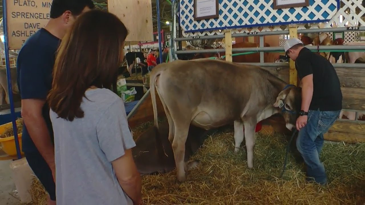 Frank & Amelia Hit The State Fair's Cattle Barn