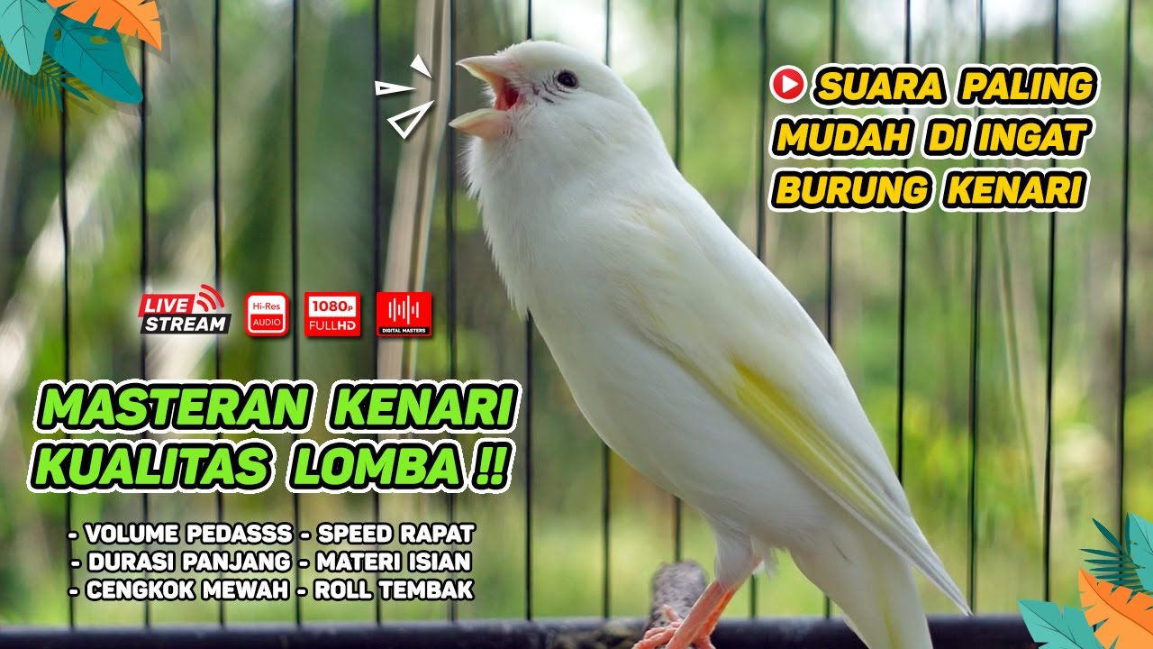 Masteran Kenari PAUD & Pancingan Kenari MACET BUNYI‼️ Terapi AMPUH Bikin Kenari GACOR (Episode 12)