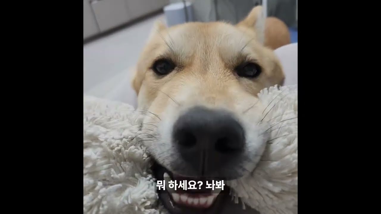누나들 태구 적응기