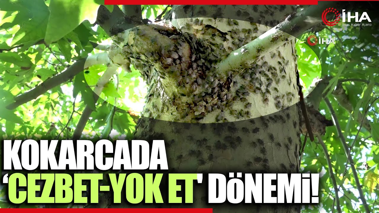 Kokarcanın Zararları Nelerdir, Kahverengi Kokarca Nasıl İmha Edilir?