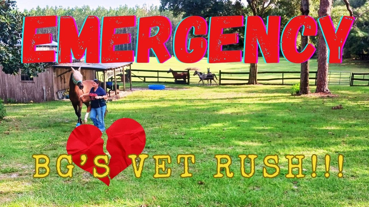 BG’s Hoof Emergency: Rushed to the Vet After Severe Injury! Equine Vet Help, Dry Stall Installation