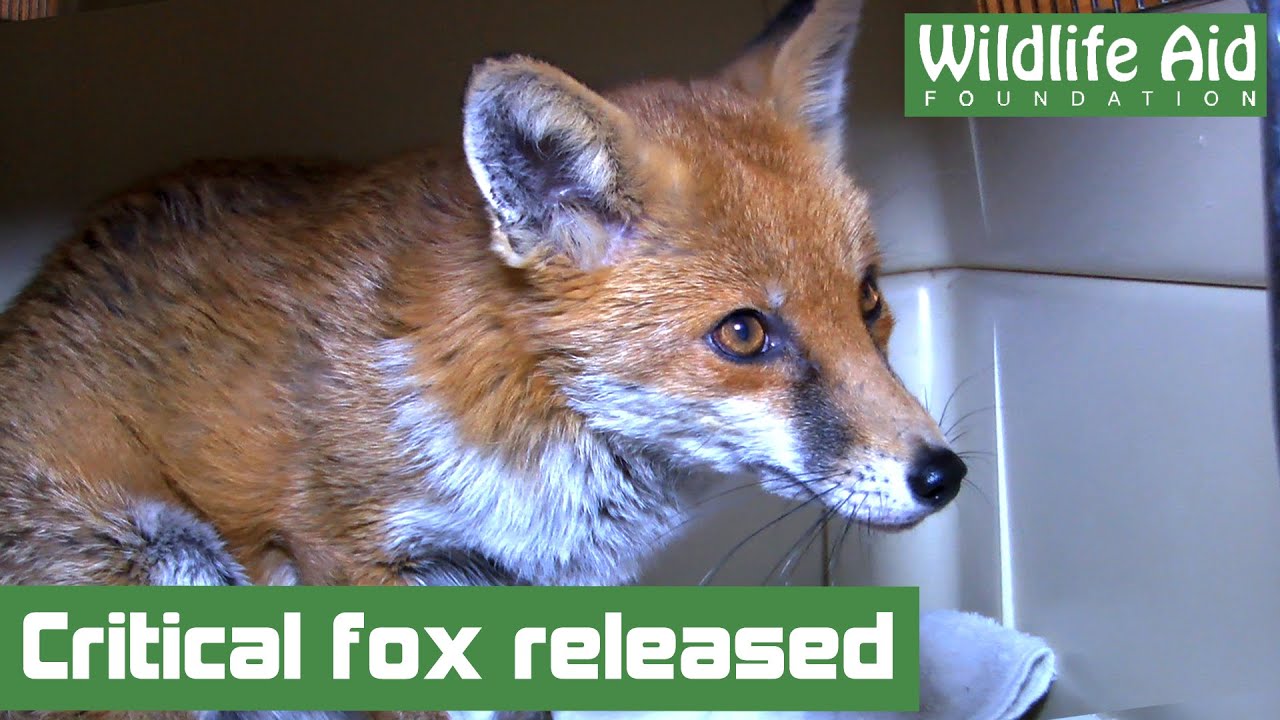 YOU helped this fox go back to the wild!