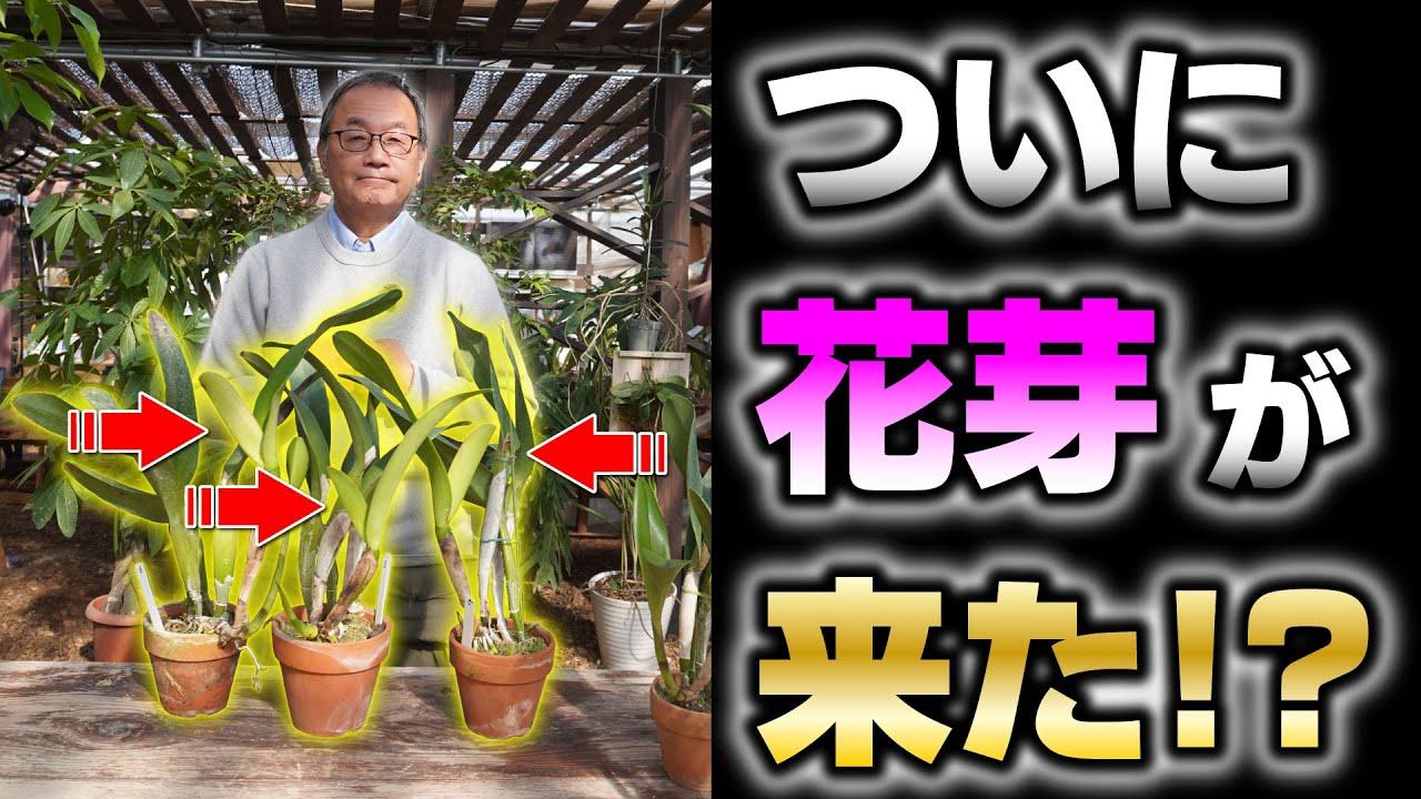 【洋蘭】ついに動き出した!? 胡蝶蘭とカトレアの花芽について解説していきます！[orchid]It's finally on the move!@seedpot368  #sheath