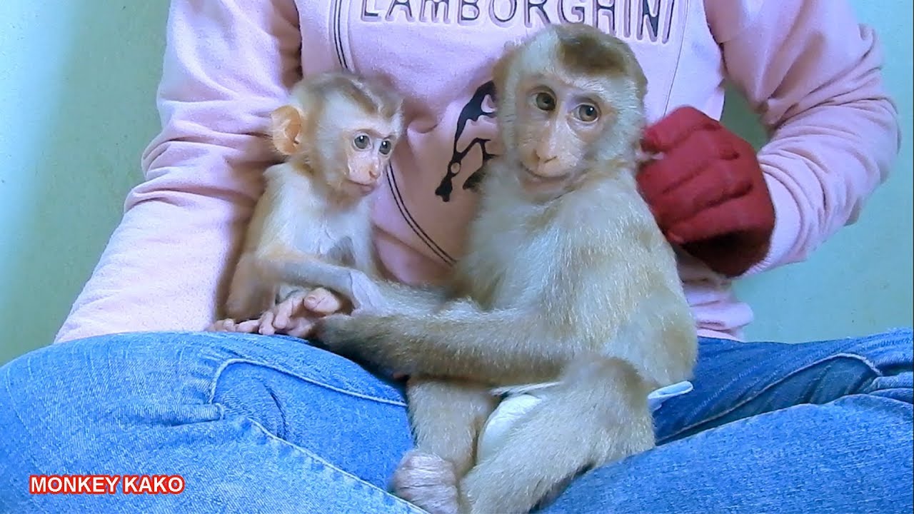 Family Monkey!! Baby Monkey Kako Visit Boki Home On Weekend