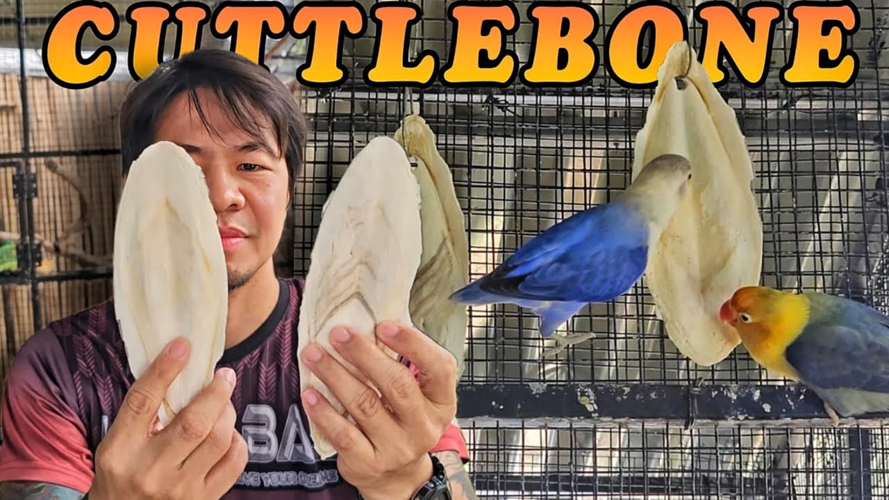 Paglagay ng Cuttlebone sa African Lovebirds