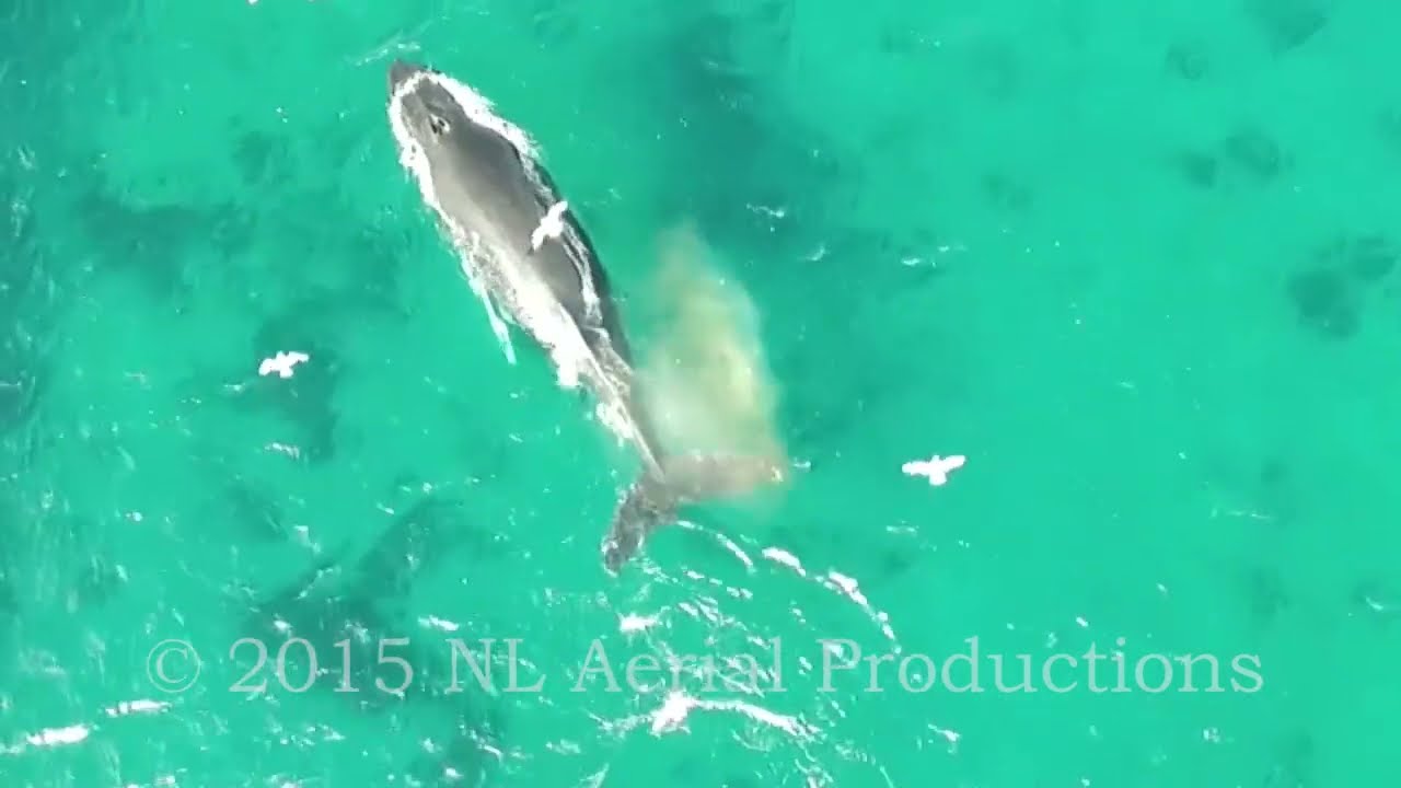 NL Aerial Productions - Humpback Whale Feeding