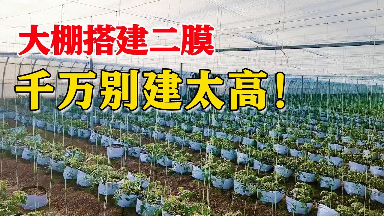 大棚保温用的二层膜，别建的高了，升温慢不保暖！【付老师种植技术团队官方频道】