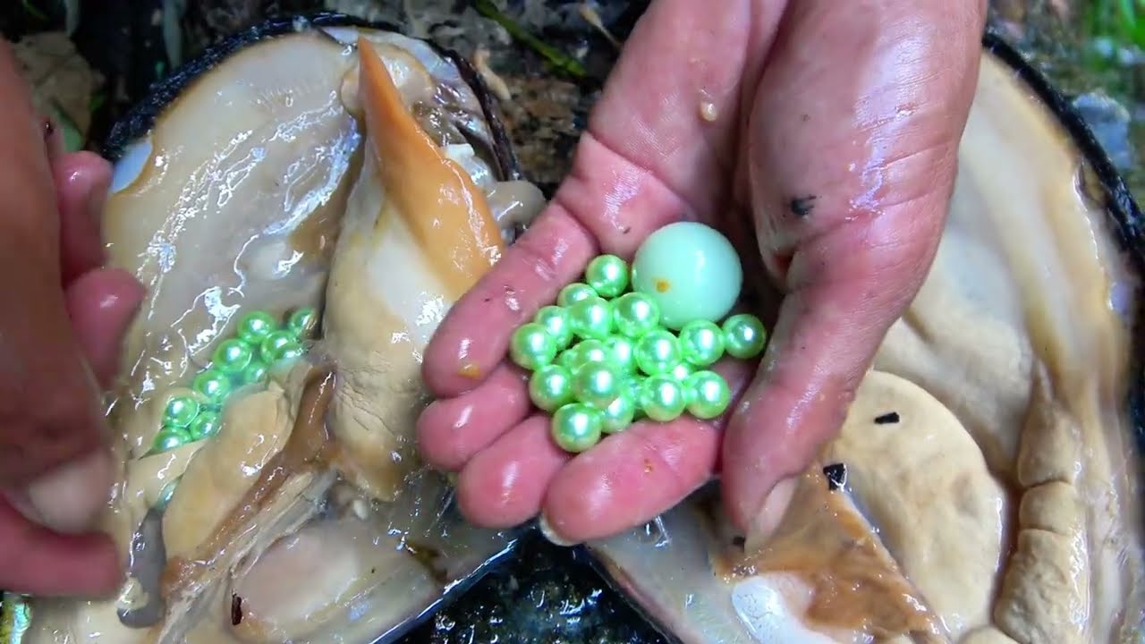 👉🐍😱 Beauty and Snake Fight! Found green mutated giant clams in the wild and extracted large pearls 💎