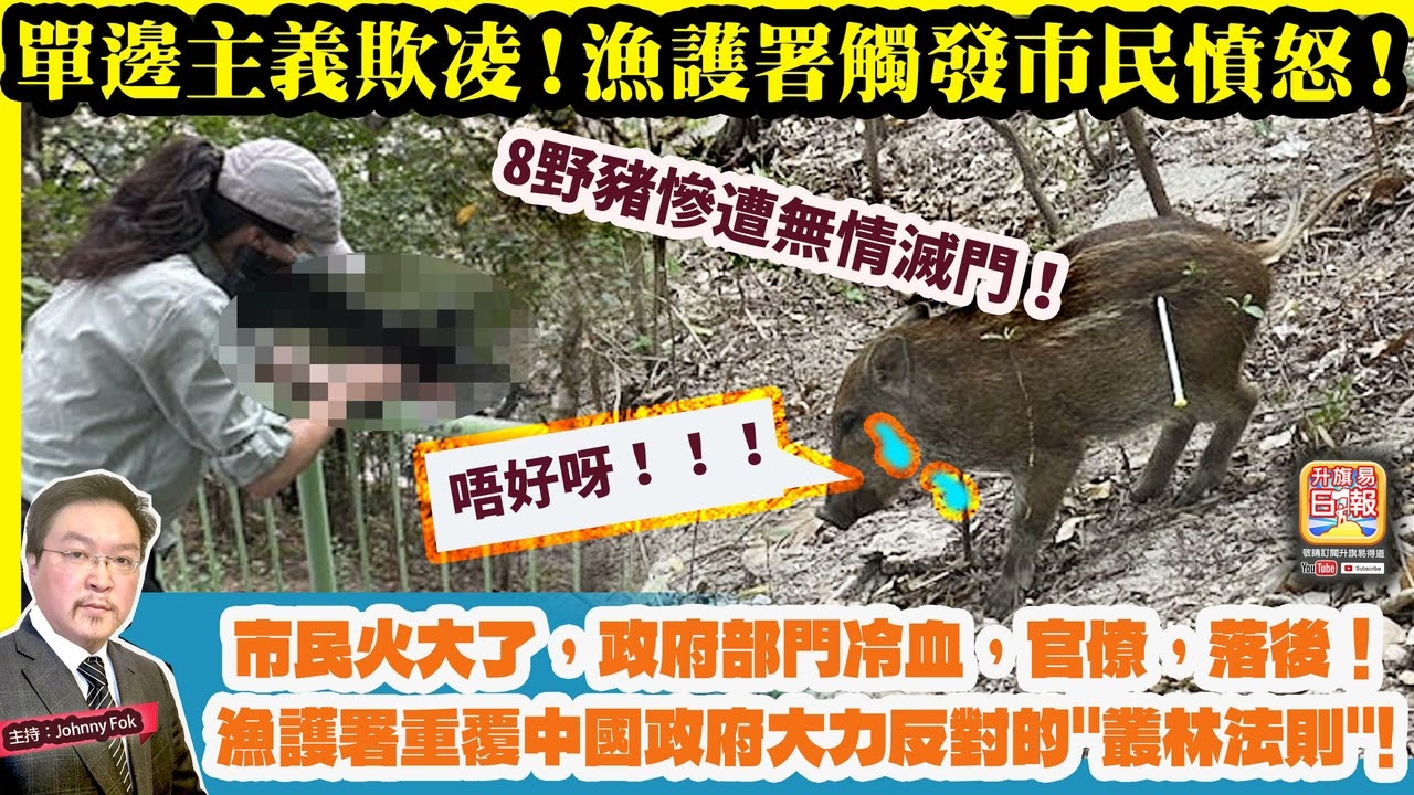3.18【單邊主義欺凌！漁護署觸發市民憤怒！】 8野豬慘遭無情滅門！市民火大了，政府部門冷血，官僚，落後！漁護署重覆中國政府大力反對的
