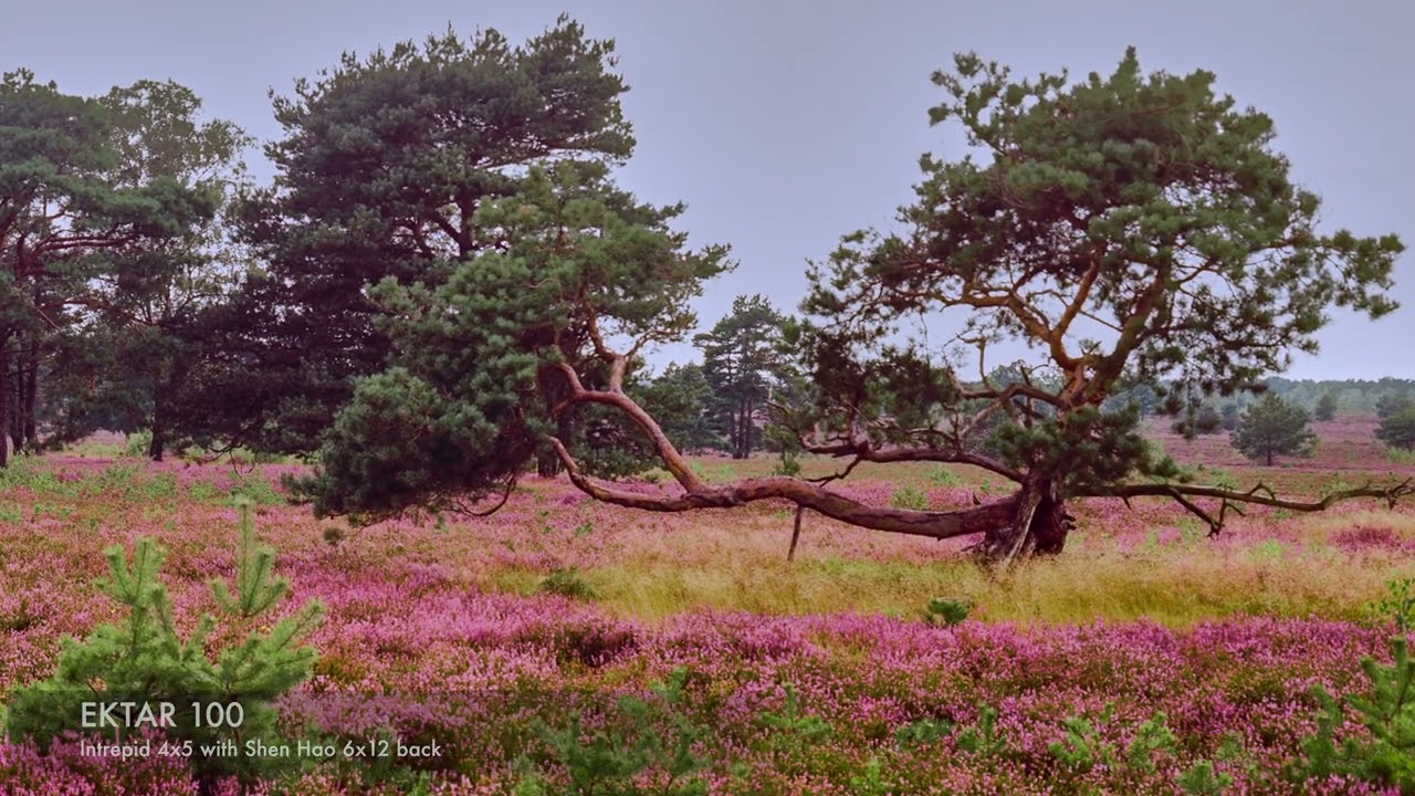 Luneburger Heide, shot with a large format camera