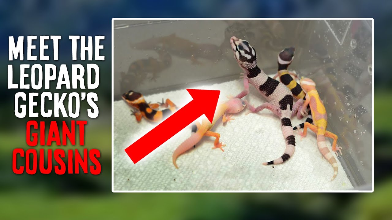 Top 5 Wild Species Of Leopard Gecko | Giant Eublepharis