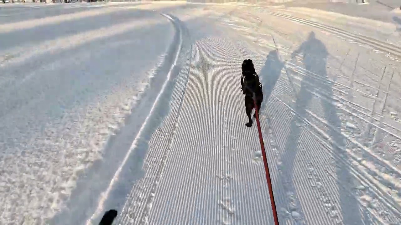 Trönö 31/1 2026