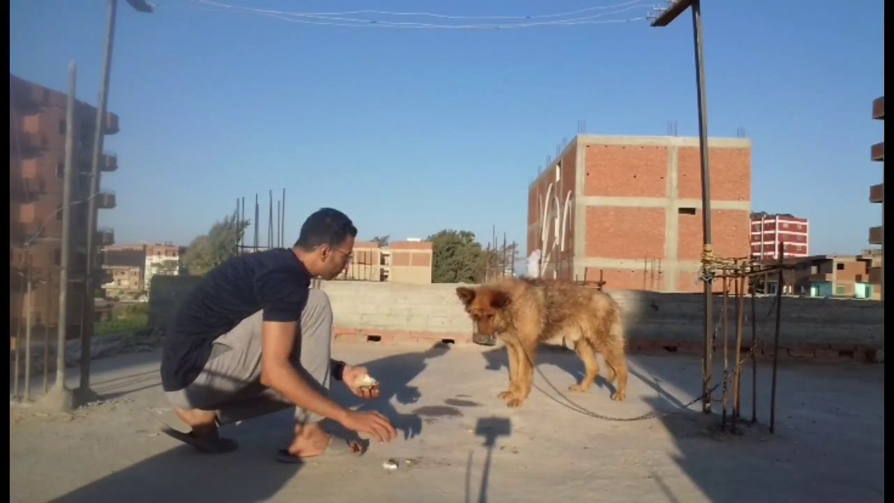 حل مشكلة هجوم الكلب عليك وقت الأكل