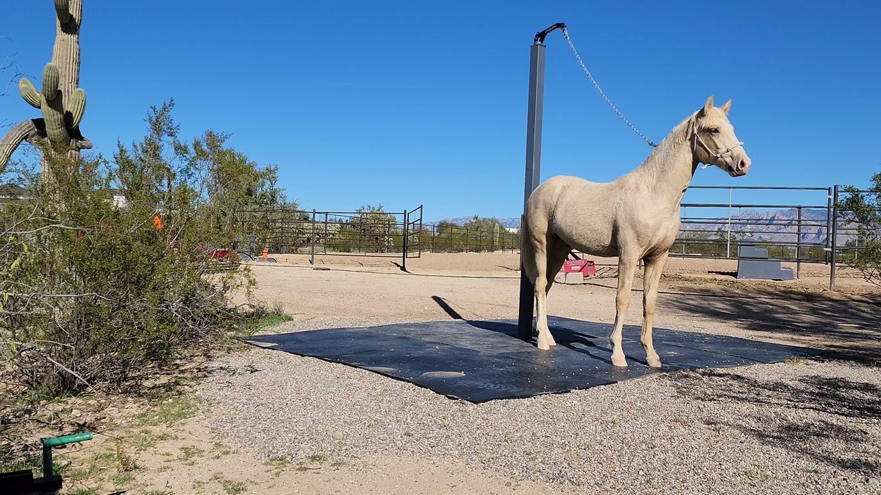 Yearling Stud Colt 1st Time tied to the Patience Pole (Cranky Horse Swivel)