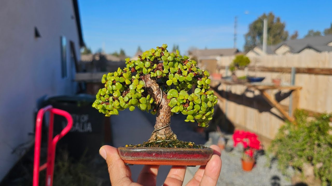 How to root portulacaria afra cuttings for bonsai @Thebonsaitrail