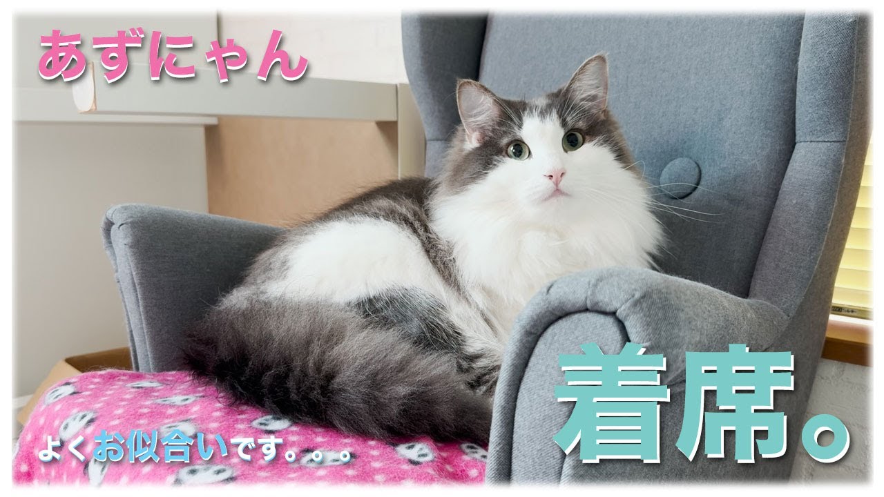 あずにゃん、👑🐱お嬢椅子💺にて　☺️まったり➡️ウトウト🐱💤【猫　サイベリアン　あずき】[vol.231]