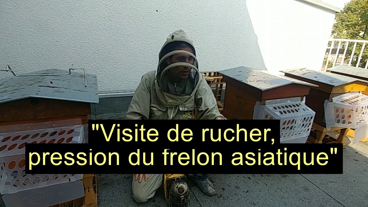 Tome 23 – 1 – Visite de rucher – Pression du frelon asiatique.