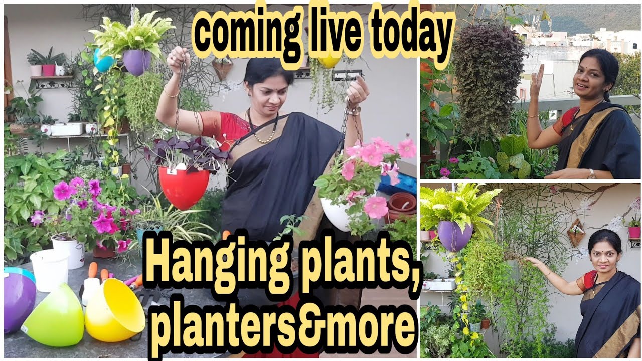 నా దగ్గర ఉన్న హాన్గింగ్ ప్లాంట్స్ వాటికి అవసరమైన planters ఇంకా ఫర్టిలైజర్ గురించి తెలుసుకుందాం..