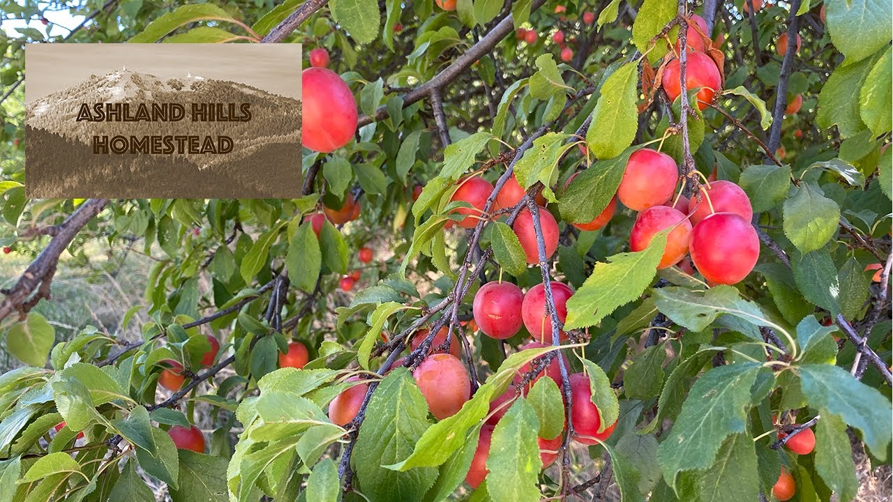 Harvesting, Cleaning, and Processing Wild Plums | Ashland Hills Homestead