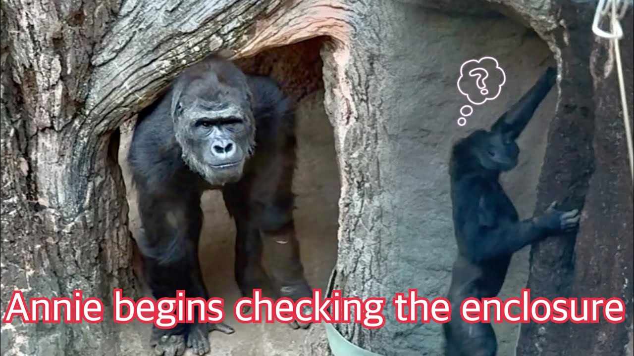 外を探索する余裕も出てきたアニー😊👍