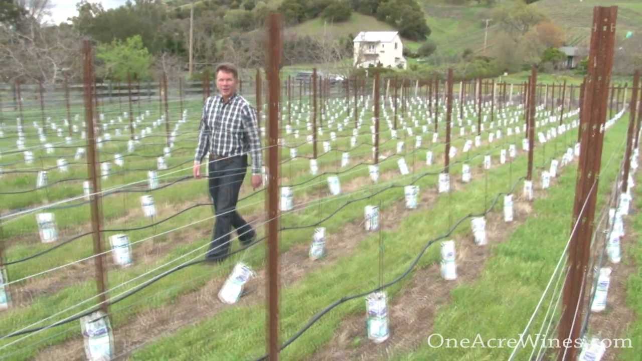 One Acre Napa Valley - Yountville AVA Episode 9  - 1st Pruning of the Young Vines