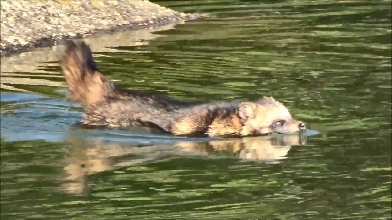 タヌキの泳ぎ raccoon dog swims