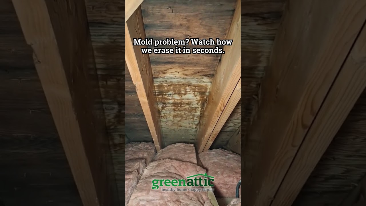 Mold problem? Watch how we erase it in seconds.