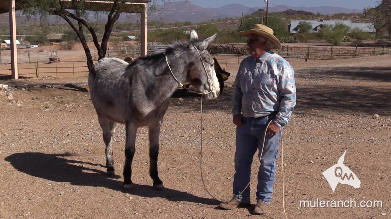 Don't Do Lateral Flexions with Mules and Donkeys