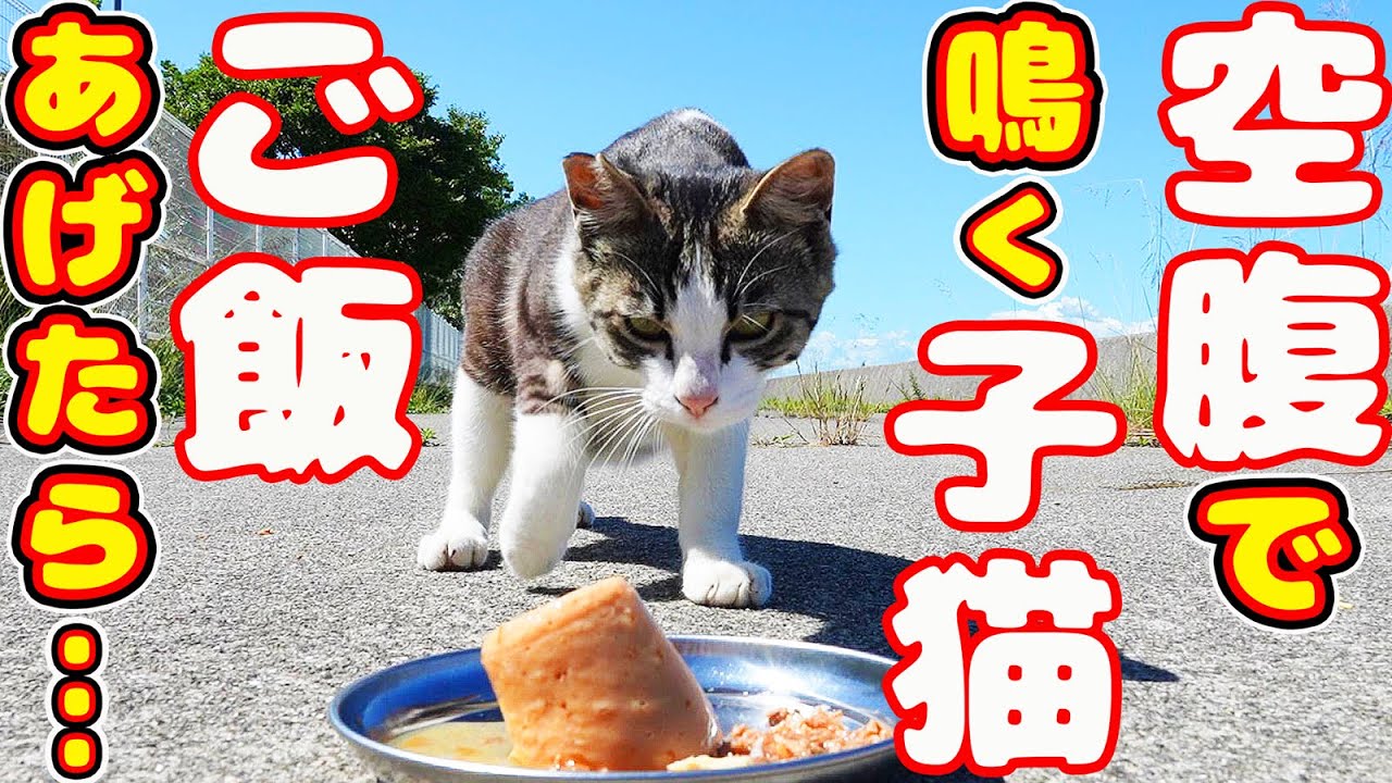 空腹で鳴いてた子猫たちにご飯をあげたら・・・  さくらねこたちへの給餌
