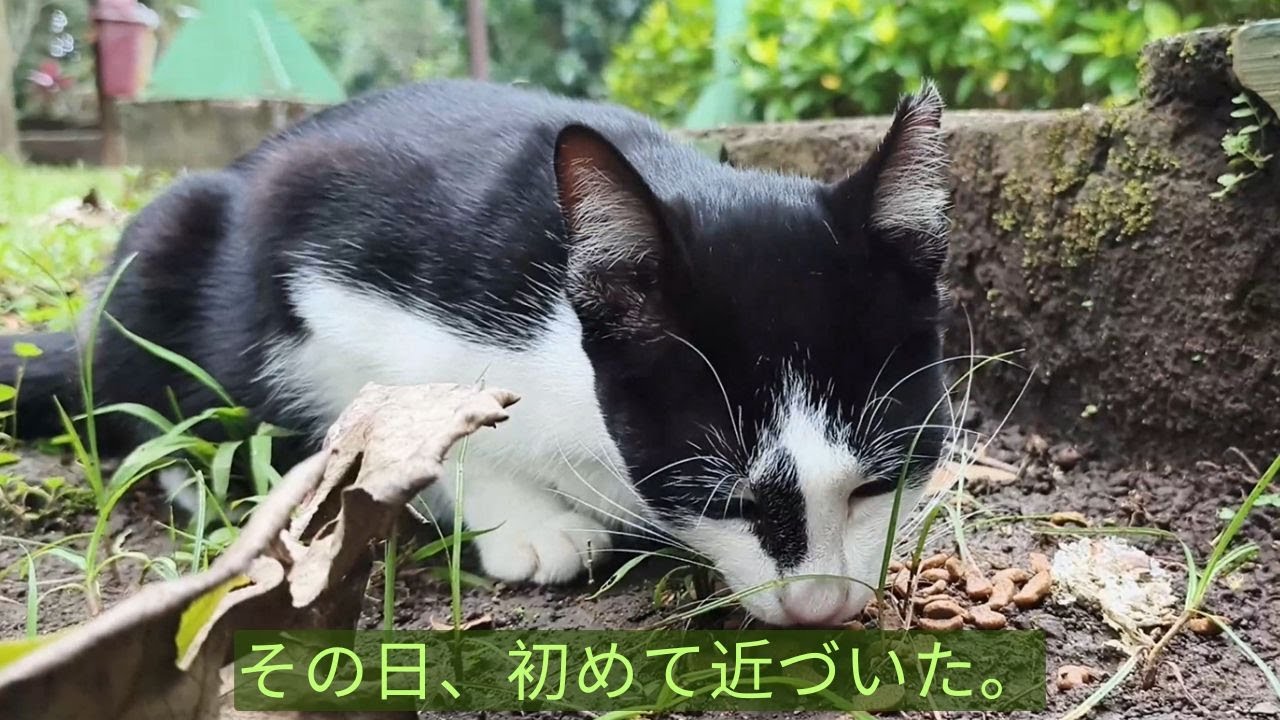 【初日】公園で出会った野良猫に初めてごはんをあげてみたら…思わぬ反応でした。