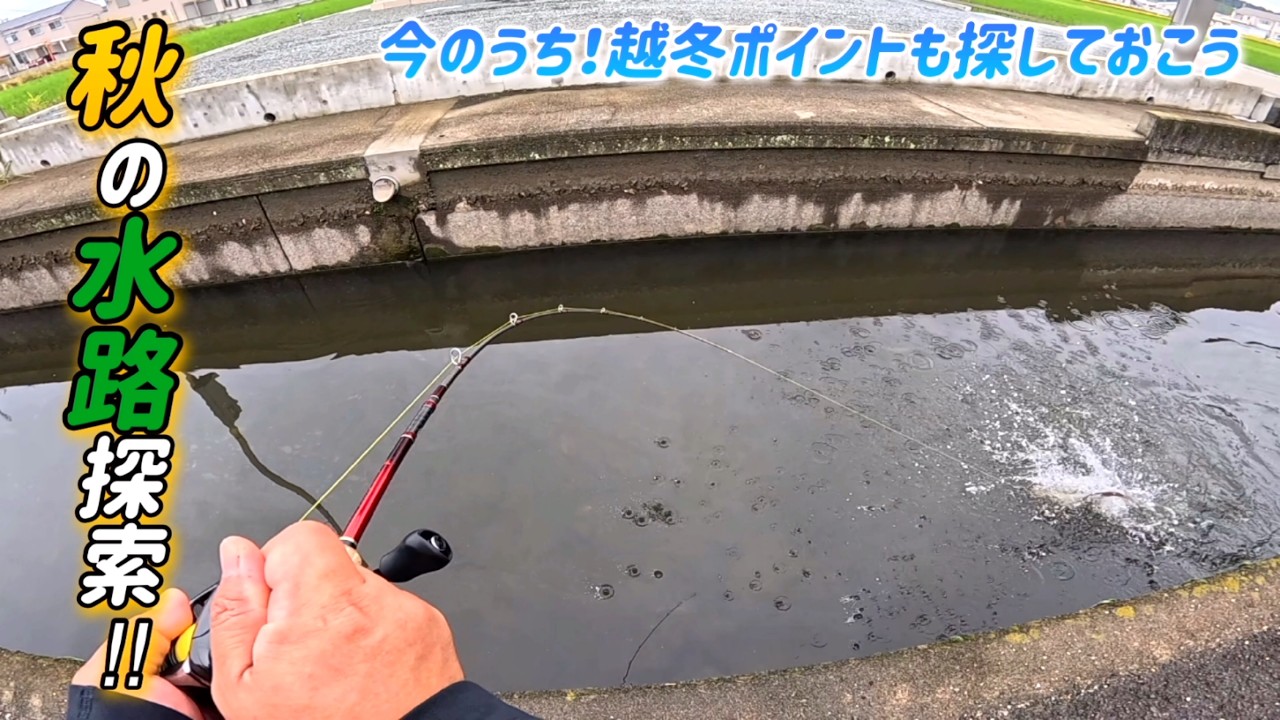 【ナマズ釣り】秋の水路探索！まだまだ高活性⁉︎冬に備えて越冬ポイントを探します！！