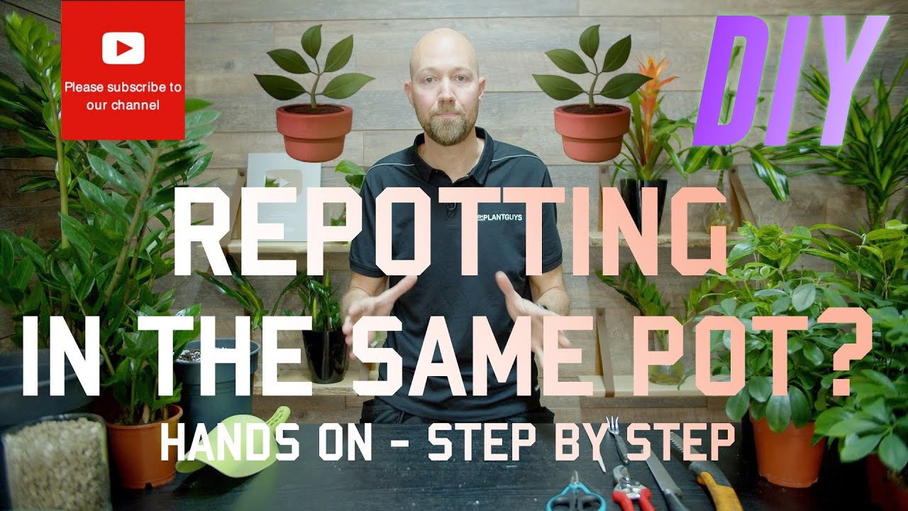 Repotting in the same pot 🪴? DIY