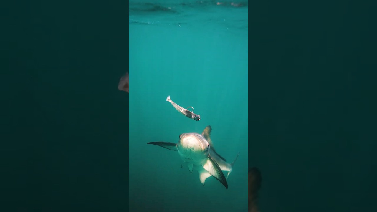 NLBN: Cobia Eats 5&rdquo; Paddle Tail